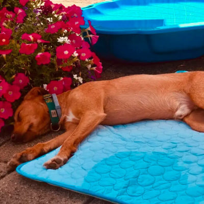 Cooling Dog Mat